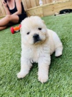 Velmi hrav� �t��ata Chow Chow.