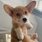 Rozko�n� �t��ata Corgi Pembroke.