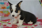 N�dhern� �t���tka Corgi Pembroke.