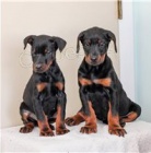 �t��ata doberman�.