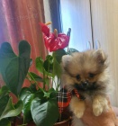 Pomeranian BOO �t��ata