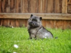 N�meck� �pic vl�� / Keeshond