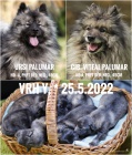 N�meck� �pic vl�� / Keeshond