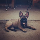 Francouzsk� buldo�ek