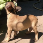 Francouzsk� buldo�ek