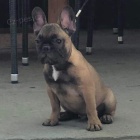 Francouzsk� buldo�ek