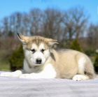 Rozko�n� �t���tka alja�sk�ho malamuta jsou p�ipravena do nov�ch rodin.