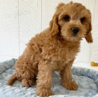 �t���tka Cavapoo jsou p�ipravena do nov�ch rodin.
