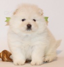 Roztomil� �t���tka �au �au jsou p�ipravena do nov�ch rodin.