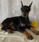 �t��ata dobrmana jsou p�ipravena do nov�ch rodin.