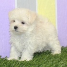 Malt�zsk� �t���tka jsou p�ipravena k adopci.