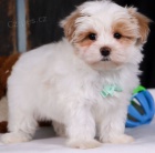 �t���tka Maltipoo jsou p�ipravena k adopci.