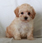 �t���tka pudla jsou p�ipravena k adopci.