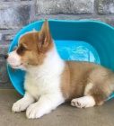 Roztomile vypadaj�c� �t���tka Welsh Corgi Pembroke jsou p�ipravena k adopci.