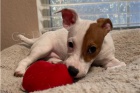 Kr�sn� �t���tka Jack Russell.