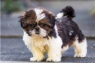 Vz�cn� �t��ata Shih Tzu.