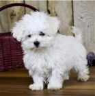 Maltsk� �t��ata.