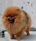 Pomeranian Spitz Teddy �t��ata