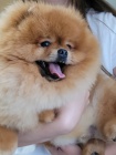 Pomeranian Spitz Teddy �t��ata