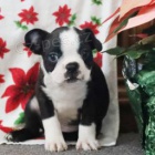 Rozko�n� �t��ata Boston teri�ra.