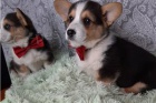 Hrav� �t���tka Corgi k dispozici.