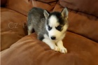 ڞasn� �t��ata sibi�sk�ho husky.