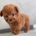 Prod�m �t��ata miniaturn�ho Pudla.