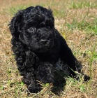 Prod�m o�kovan� a zdrav� �t��ata standardn�ho pudla (�ern�, hn�d� a b�l�).