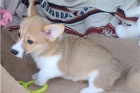 N�dhern� �t���tka Corgi Pembroke.