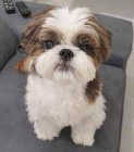 Prodm tata shih tzu