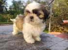 Prodm tata shih tzu