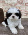 Prodm tata shih tzu