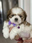 Prodm tata shih tzu