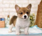 Prodm tata welsh corgi Pembroke.