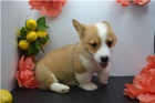 Zdrav� �t���tka Corgi Pembroke Welsh.