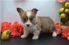 Zdrav� �t���tka Corgi Pembroke Welsh.