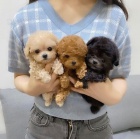 Prod�m �t��ata mini Pudla.