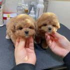 Prod�m o�kovan� a od�erven� �t��ata mini Pudla.