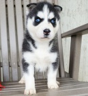Prod�m rozko�n� sibi�sk� husky s kr�sn�ma modr�ma o�ima.