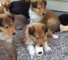 Prod�m kr�sn� o�kovan� a od�erven� �t��ata Sheltie