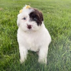 Prod�m o�kovan� a od�erven� �t��ata Portugalsk�ho vodn�ho psa.