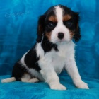 Prodm okovan tata Kavalr King Charles Spaniel.