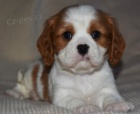 Prodm okovan tata Kavalr King Charles Spaniel.