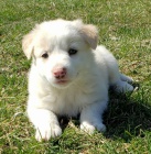 Prod�m o�kovan� a od�erven� �t��ata australsk�ho ov��ka