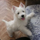 Prod�m mini �t��ata West Highland White Terriers