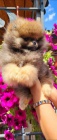 Pomeranian Spitz Boo �t�n�