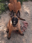 Malinois 