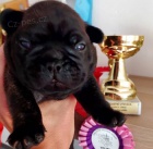 Francouzsk� buldo�ek s PP FCI