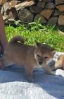 Shiba-Inu �t��ata