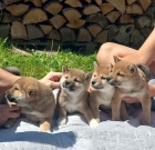 Shiba-Inu �t��ata